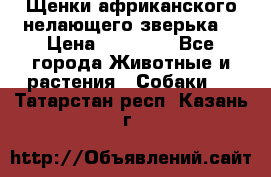 Щенки африканского нелающего зверька  › Цена ­ 35 000 - Все города Животные и растения » Собаки   . Татарстан респ.,Казань г.